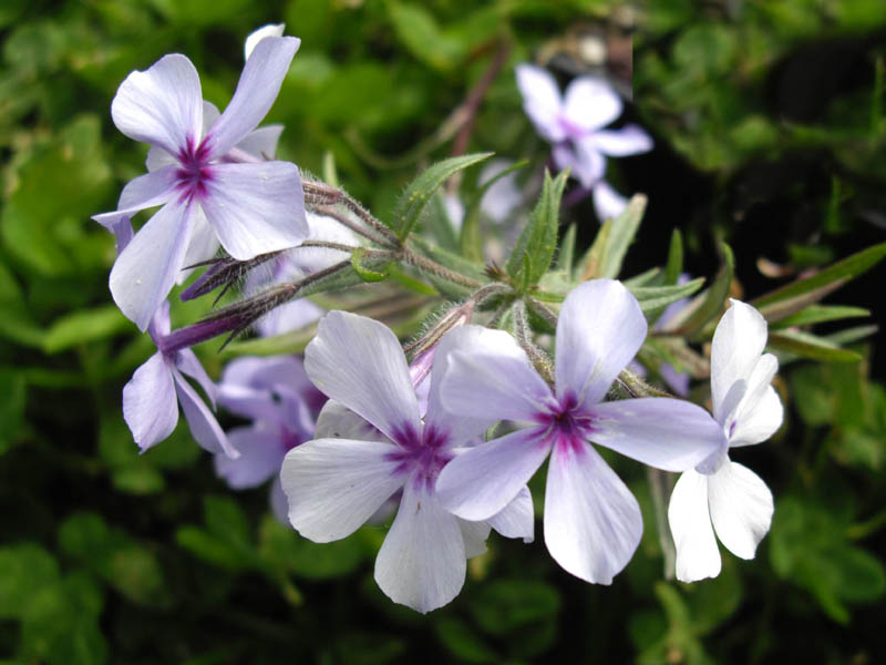 Phlox divaricata ssp laphamii 'Chattahoochee' en fleurs dans un sous-bois humide